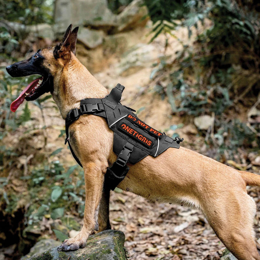 OneTigris Dog Gear